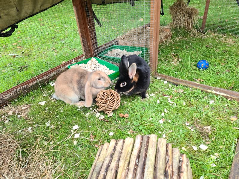 Two rabbits, one sandy and one black, in an outdoor grass run with a hay rack and willow ball