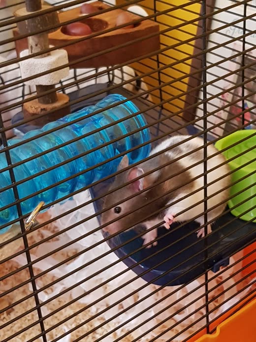 A brown hamster sitting in a purple wheel in a colourful cage with tube and house