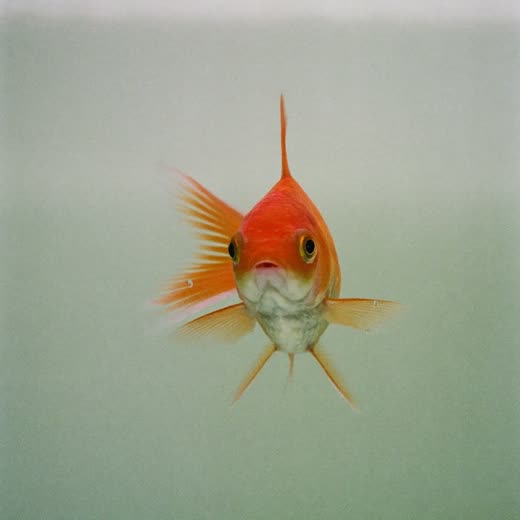 A goldfish swimming in clear water